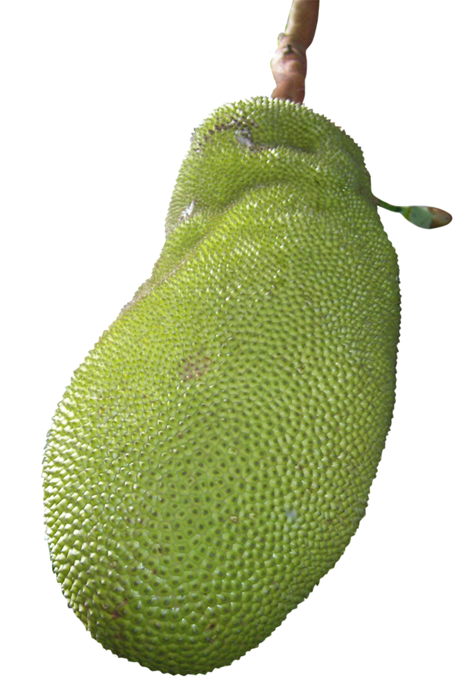 jack fruit images, jack fruit png, jack fruit png image, jack fruit transparent png image, jack fruit png full hd images download